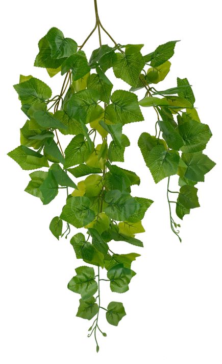 Grape Hanging Bush 70cm