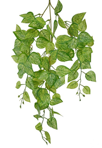 Variegated Pothos Hanging Bush 70cm