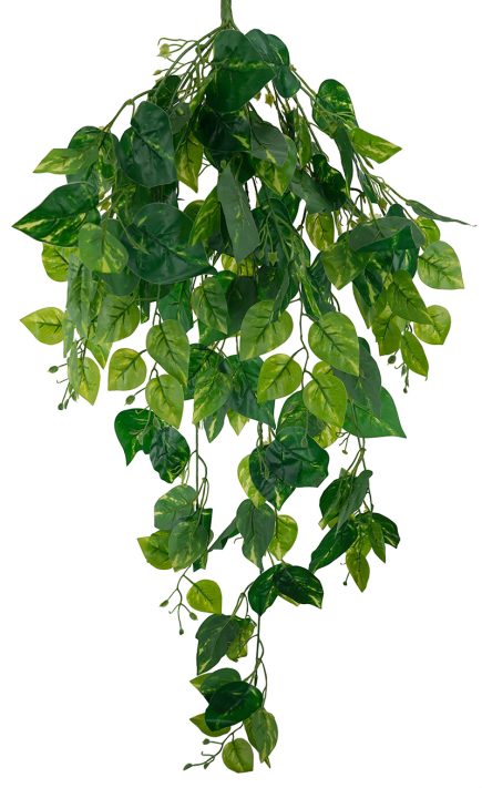 Pothos Hanging Bush 105cm
