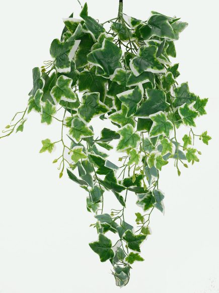 Variegated Ivy Hanging Bush 105cm