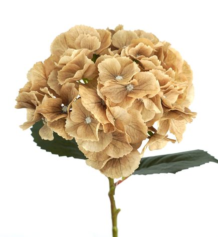 RT Hydrangea Stem 49cm