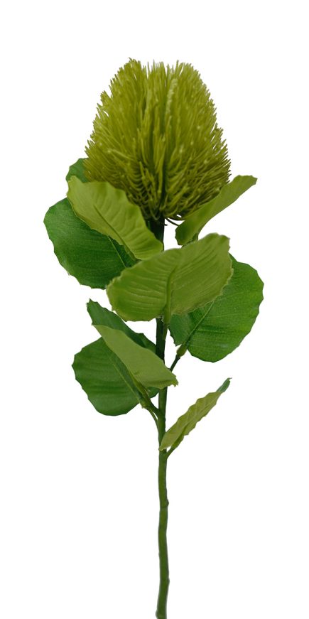 Banksia Bud Stem 59cm