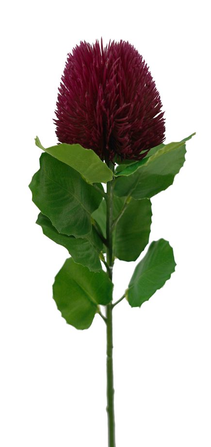 Banksia Bud Stem 59cm