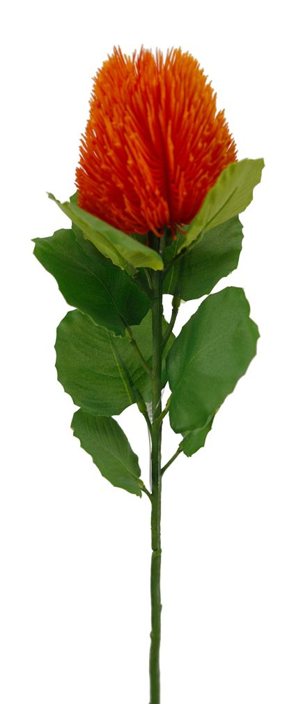 Banksia Bud Stem 59cm