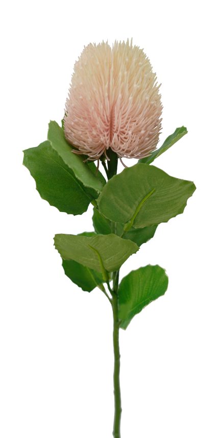 Banksia Bud Stem 59cm