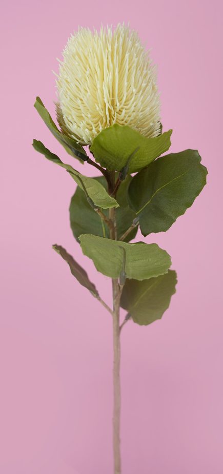 Banksia Bud Stem 59cm