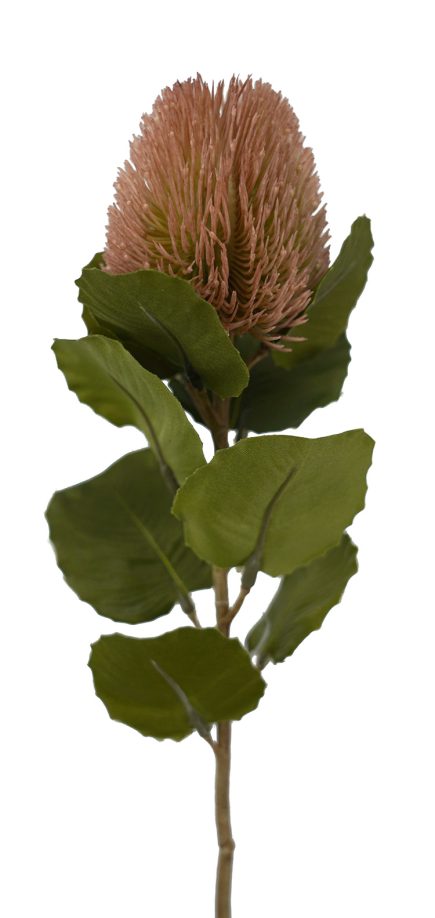 Banksia Bud Stem 59cm