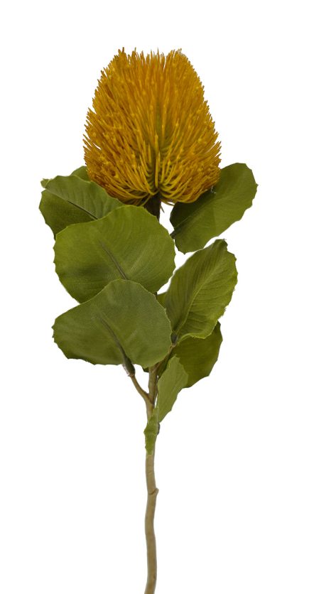 Banksia Bud Stem 59cm