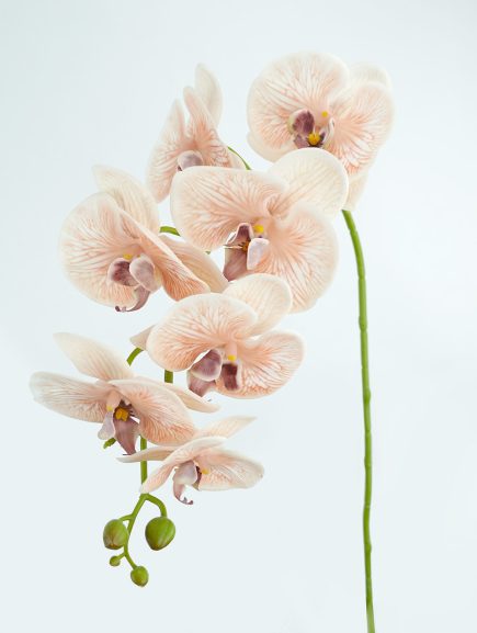 RT 8H Orchid 96cm