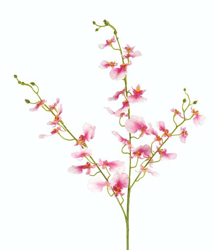 RT Dancing Orchid 94cm