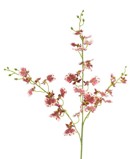 RT Dancing Orchid 94cm