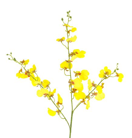 RT Dancing Orchid 94cm