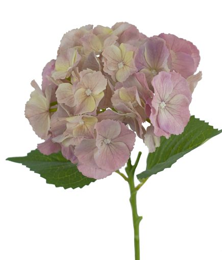 RT Hydrangea Stem 49cm