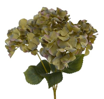 5H Hydrangea Bush 45cm