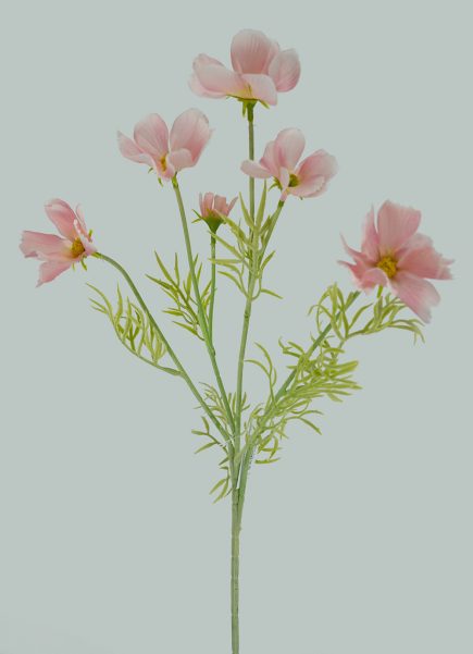 Cosmos Spray 61cm