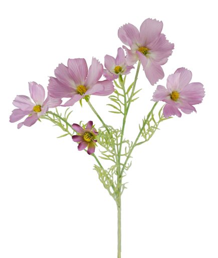 Cosmos Spray 61cm