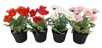 Assorted Potted Poppys 27cm