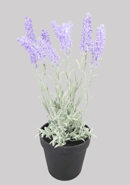 Potted Lavender 37cm