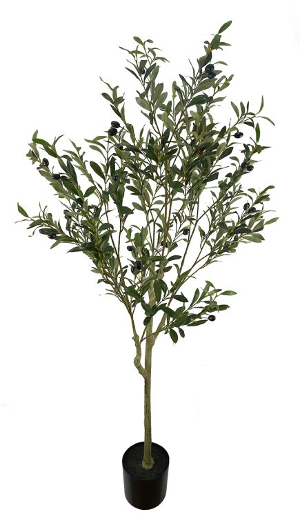 Potted Olive Tree 150cm