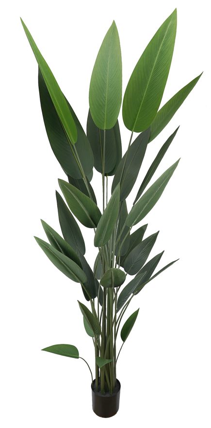 Potted Birds of Paradise 210cm