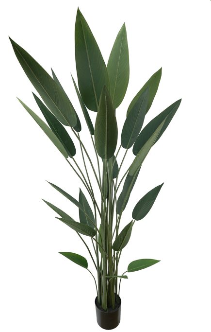 Potted Birds of Paradise 180cm