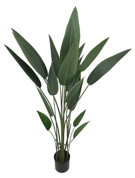 Potted Birds of Paradise 140cm