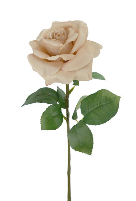 Holand Rose stem 67CM