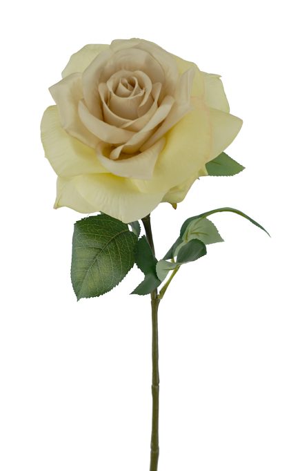 Holand Rose stem 67CM