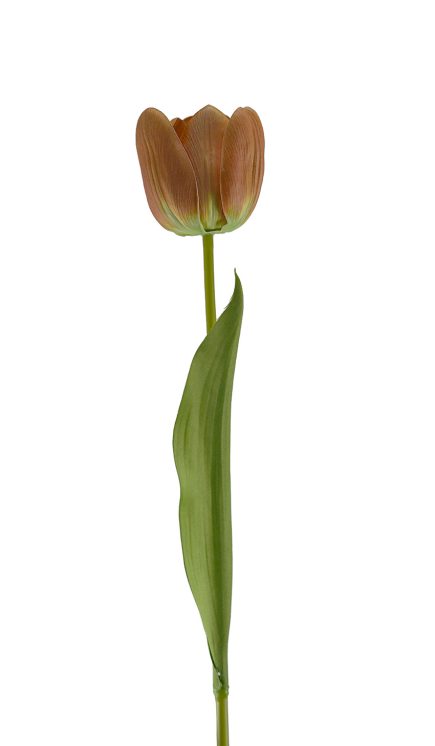 Tulip Stem 49cm