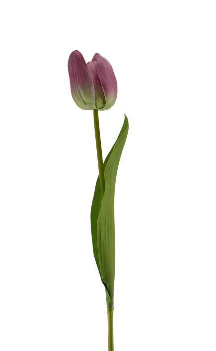 Tulip Stem 49cm