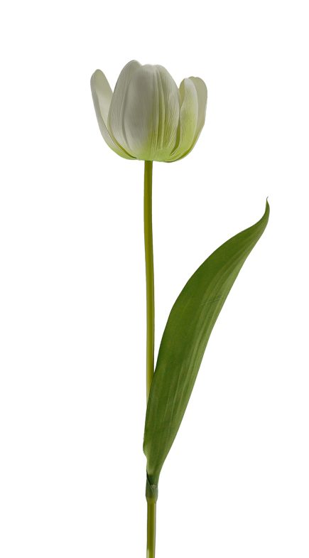 Tulip Stem 49cm