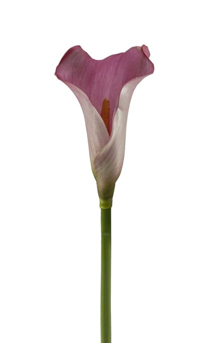 Calla Lilly 61cm
