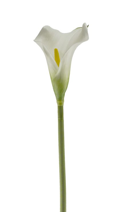 Calla Lilly 61cm