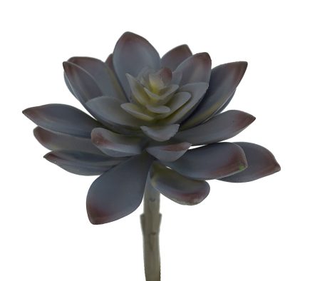 Aloe Succulent 11*14Hcm