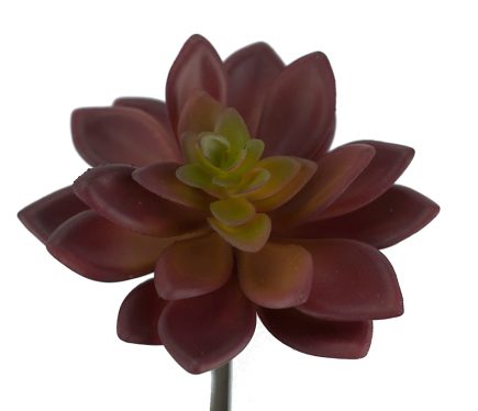 Aloe Succulent 11*14Hcm