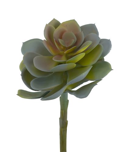 Aeonium Succulent 10*H16cm