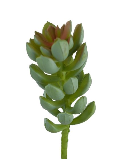 Climbing Succulent 5*14cm
