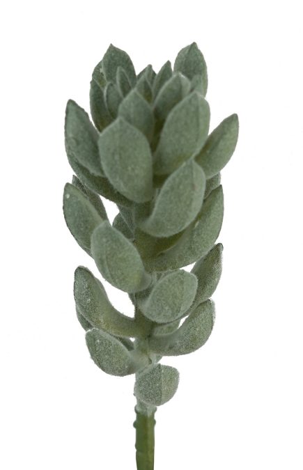 Climbing Succulent 5*14cm