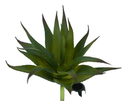 Aloe Succulent 12*14.5cm