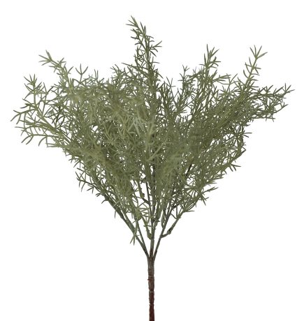 Rosemary Bush 40cm