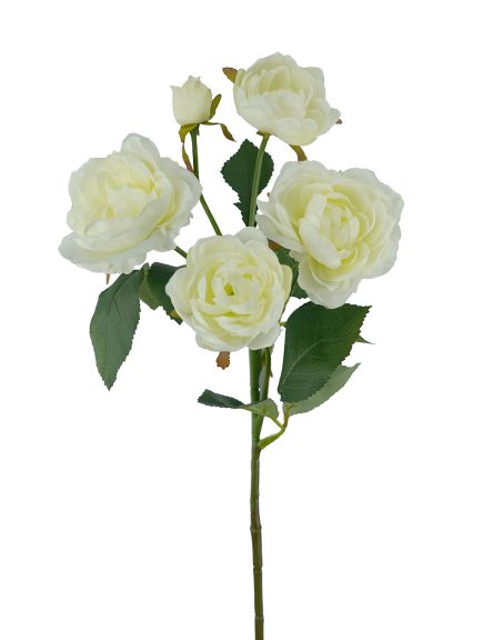 5H Julieta Rose 60cm