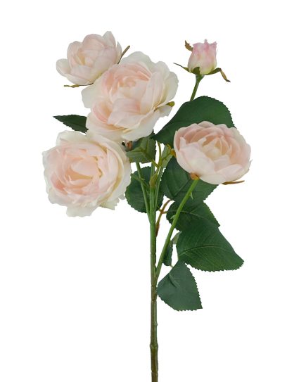 5H Julieta Rose 60cm