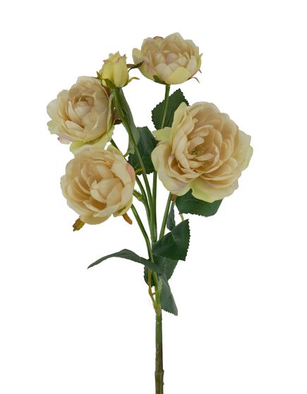 5H Julieta Rose 60cm