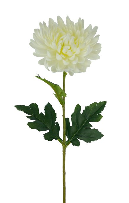Chrysanthemum Stem
