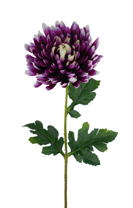 Chrysanthemum Stem