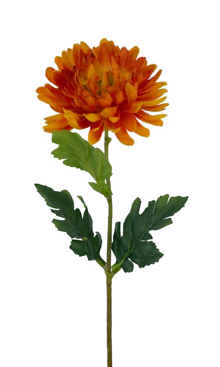 Chrysanthemum Stem