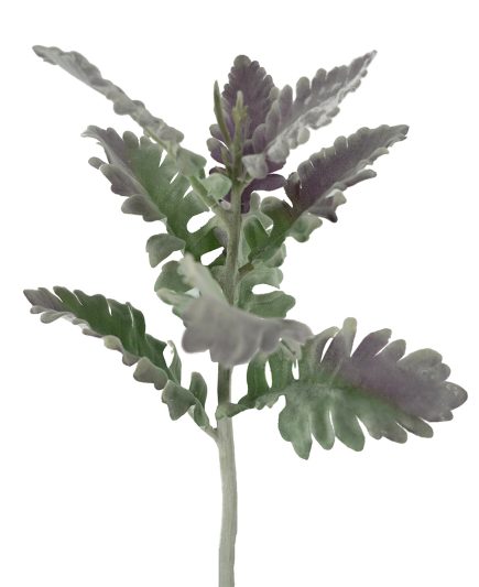 Dusty Miller 38CM