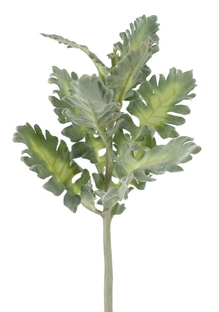 Dusty Miller 38CM
