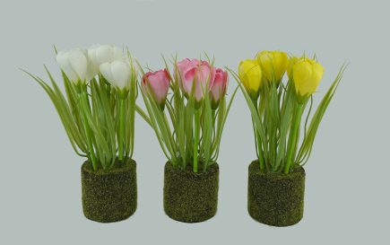 Potted tulips 23cm