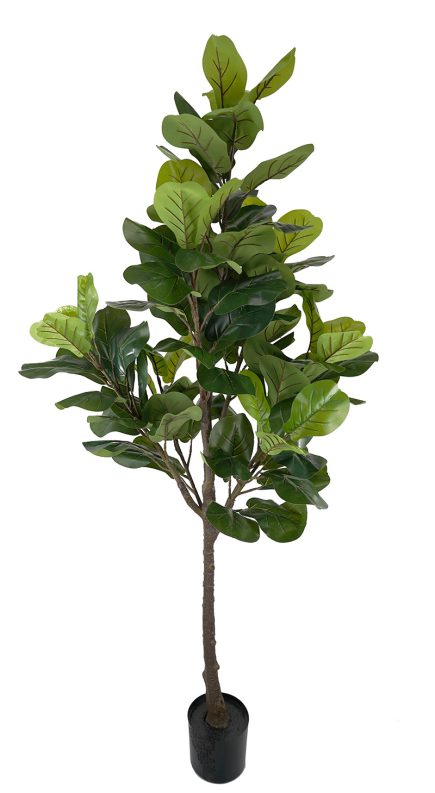 Fiddle Tree Spray 180cm